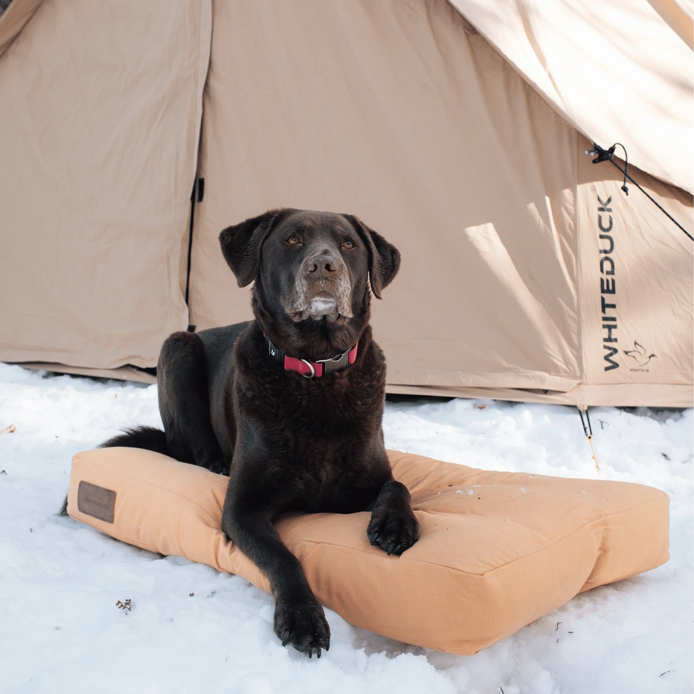 Dog Bed - Image 12