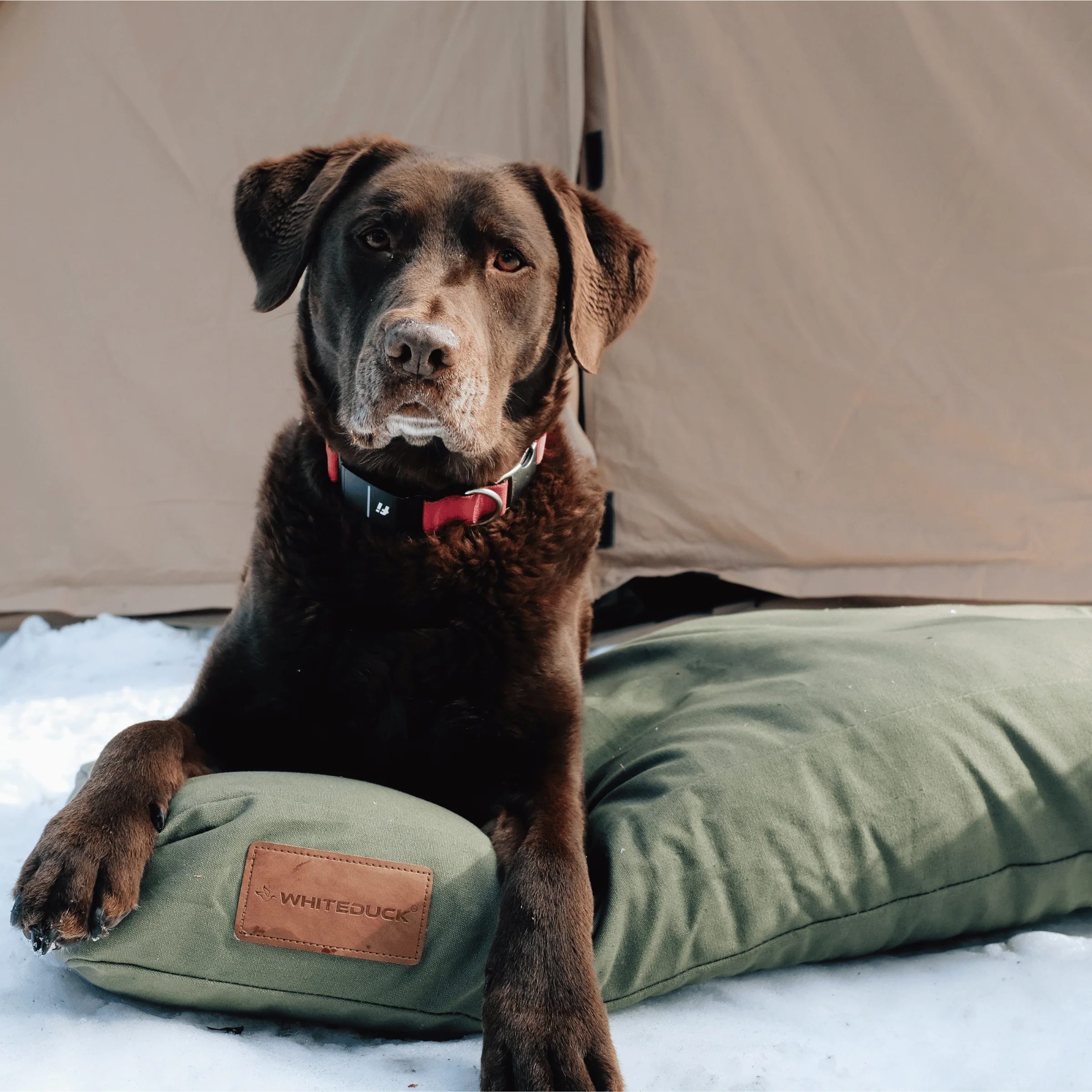 Dog Bed - Image 42