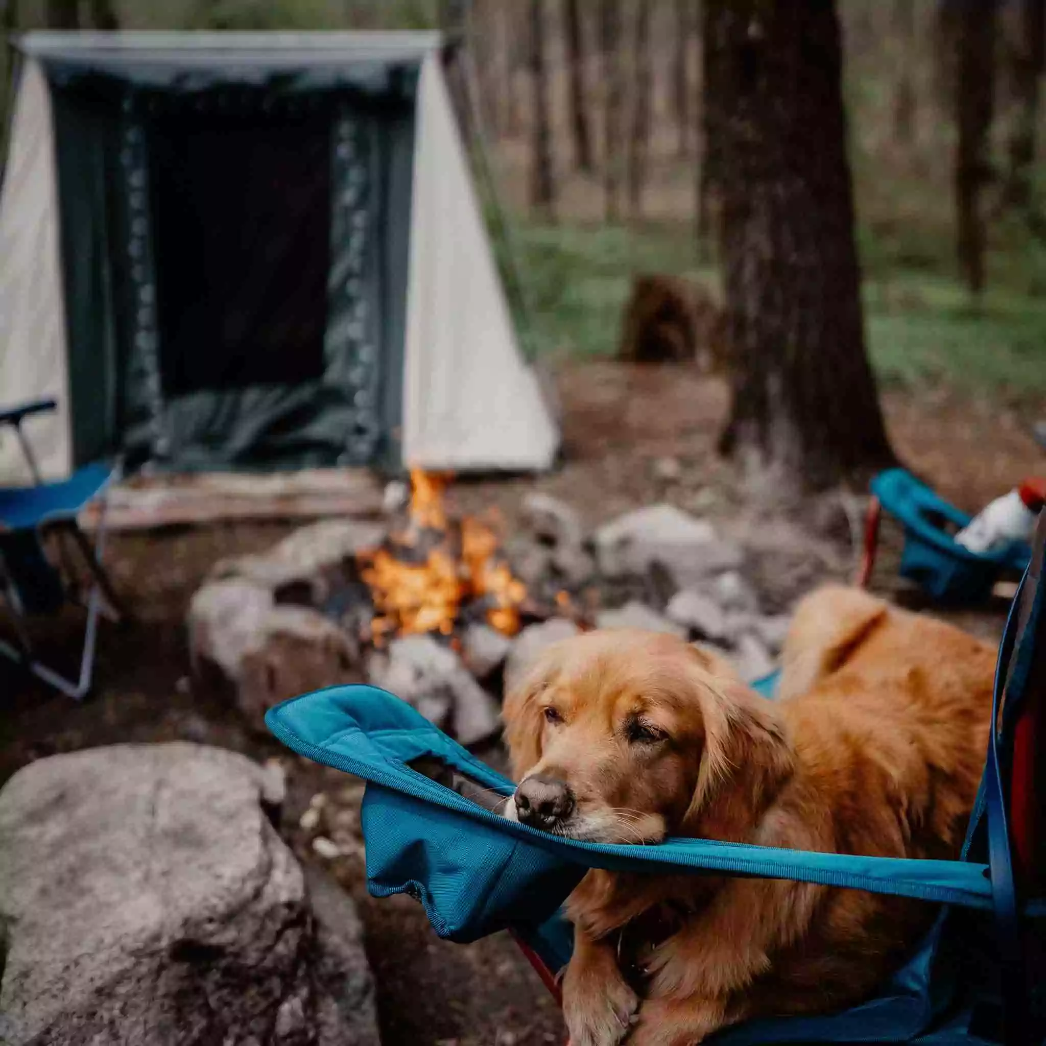 7'x9' Prota Canvas Tent - Image 3